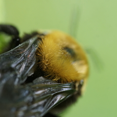 Bombus nevadensis