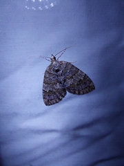 Hydriomena impluviata