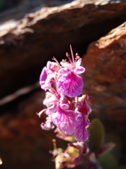 Teucrium salviastrum