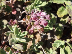 Teucrium salviastrum