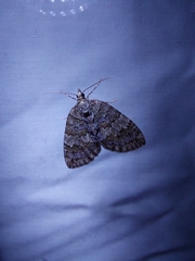 Hydriomena impluviata