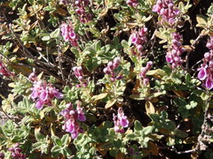 Teucrium salviastrum