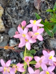 Centaurium grandiflorum