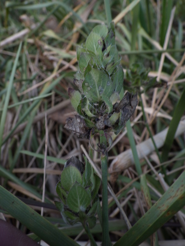 Ruellia image