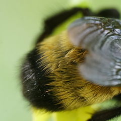 Bombus nevadensis