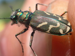 Cicindela tranquebarica vibex