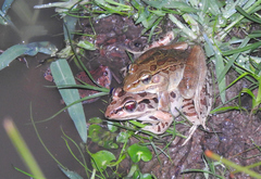 Lithobates lenca