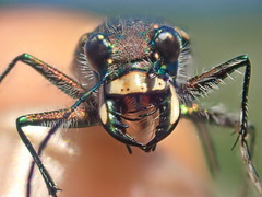 Cicindela tranquebarica vibex