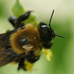 Bombus nevadensis