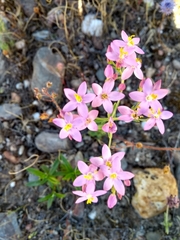 Centaurium grandiflorum