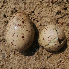Haematopus ostralegus