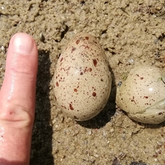 Haematopus ostralegus