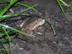 Incilius porteri