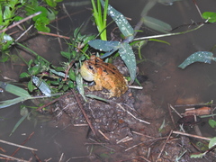 Incilius porteri