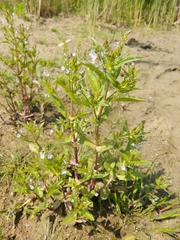 Veronica anagallis-aquatica