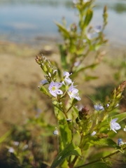 Veronica anagallis-aquatica
