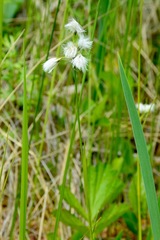 Eriophorum viridicarinatum