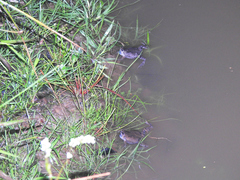 Hypopachus guancasco