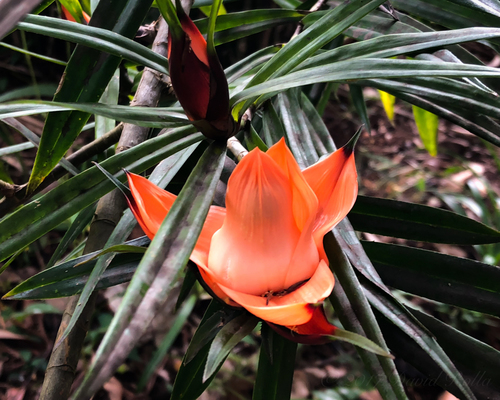Freycinetia cumingiana observed 2018-02-10