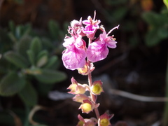 Teucrium salviastrum