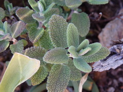 Teucrium salviastrum