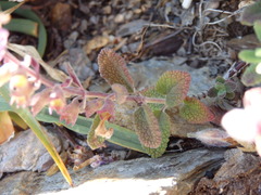 Teucrium salviastrum