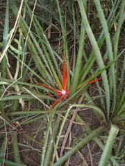 Bromelia serra