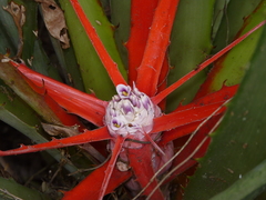 Bromelia serra