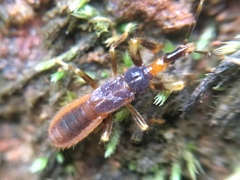 Enicocephalidae
