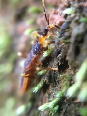 Enicocephalidae