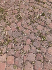Plantaginaceae