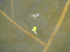 Epitheca petechialis