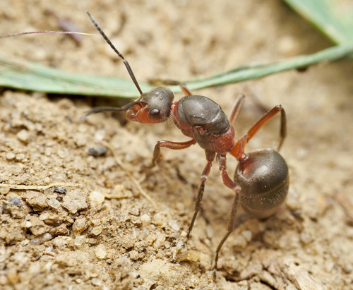 Formica pratensis nuotrauka
