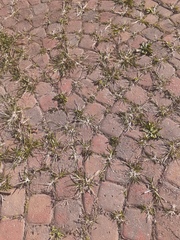 Plantaginaceae