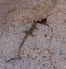 Podarcis guadarramae guadarramae