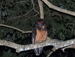 Pulsatrix koeniswaldiana