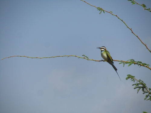 White-throated Bee-eater