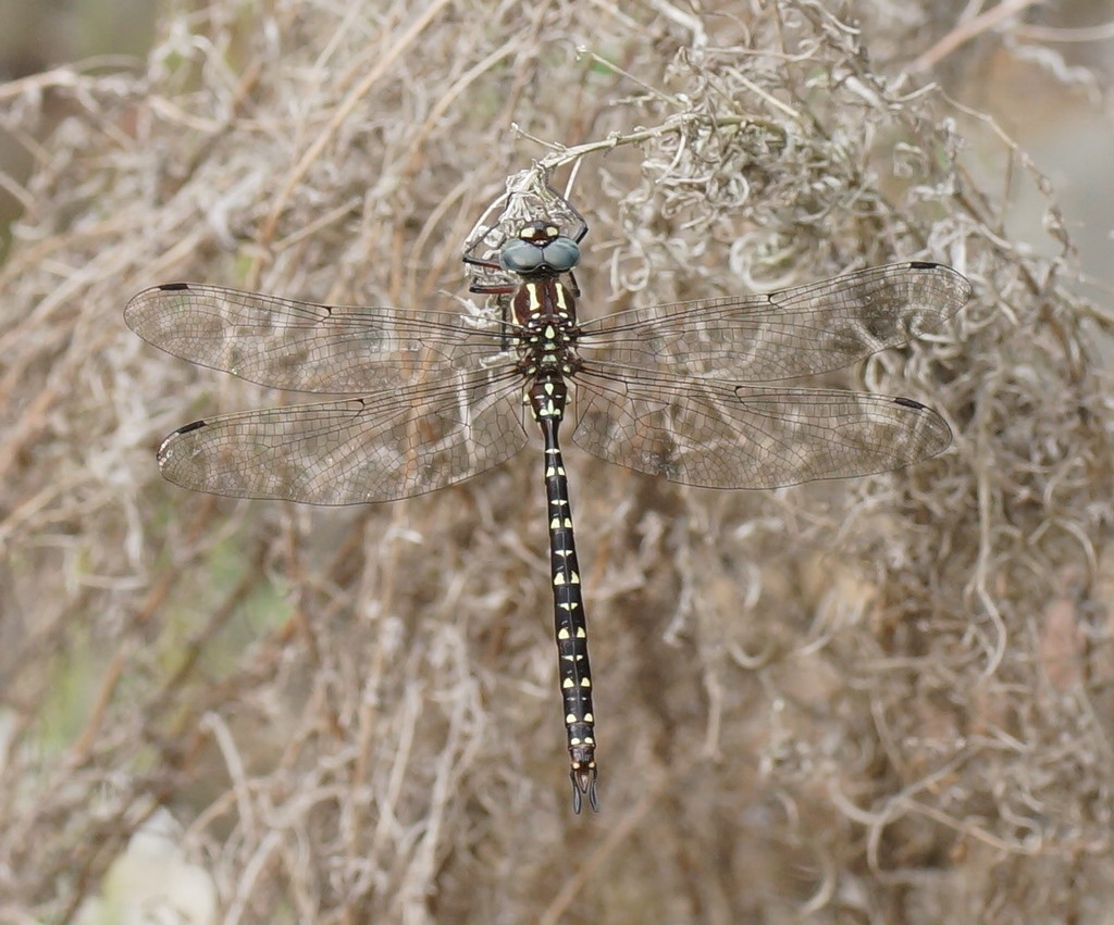 Spinaeschna