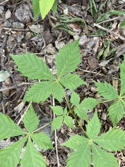 Aesculus