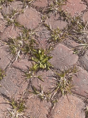 Plantaginaceae