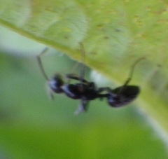 Camponotus sexguttatus