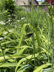 Papilio polyxenes