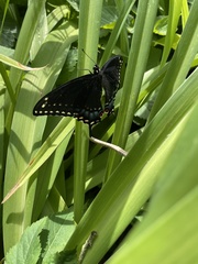Papilio polyxenes