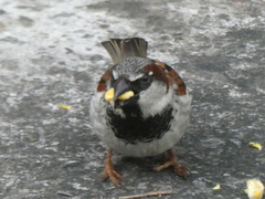 Passer domesticus