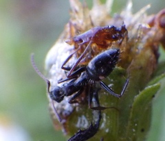 Camponotus sexguttatus