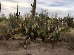 Opuntia engelmannii engelmannii