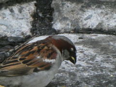 Passer domesticus