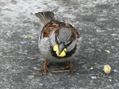 Passer domesticus