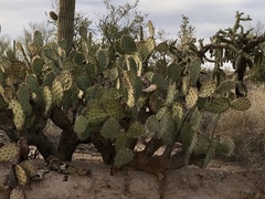 Opuntia engelmannii engelmannii