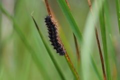 Eilema lurideola